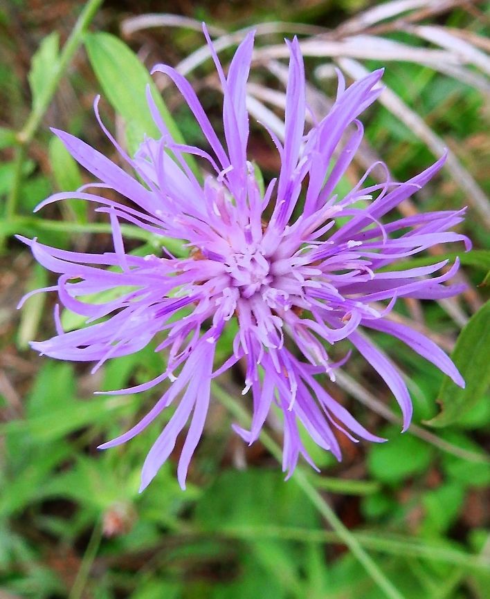 Brown Knapweed Vipava, Slovenia (Oct, 2014).<br />
<a href="http://www.luontoportti.com/suomi/en/kukkakasvit/brown-knapweed" rel="nofollow">http://www.luontoportti.com/suomi/en/kukkakasvit/brown-knapweed</a>  Centaurea jacea,Fall,Geotagged,Slovenia