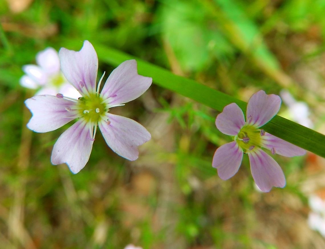 Tunic Saxifrage Vipava, Slovenia (2014).<br />
Here it was growing in the open fields next to a road. Fall,Geotagged,Petrorhagia saxifraga,Slovenia