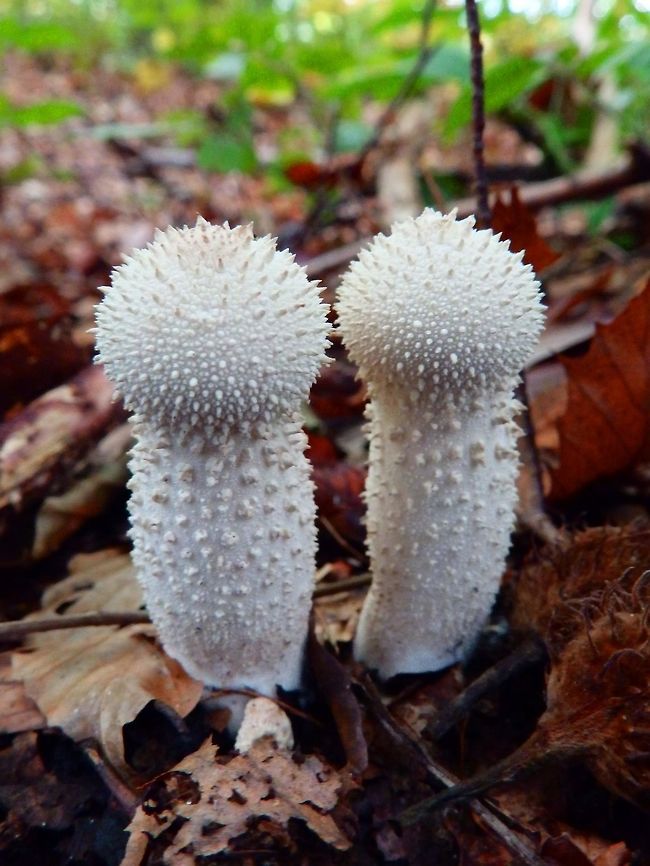 Common Puffball Meerdalbos, Belgium (Oct 2014).<br />
An old-faithful in our woods here they show up every fall. They are white, covered in short spiny bumps. When mature they become brown, and a hole in the top opens to release spores in a burst when the body is compressed by touch or falling raindrops. Belgium,Fall,Geotagged,Lycoperdon perlatum