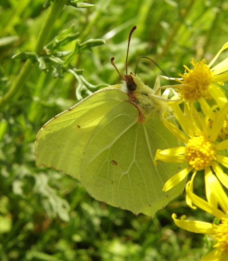Common Brimstone Butterfly Olsztyn, Poland (2011).<br />
This buterfly has wings that look like the leaves of a cabbage.<br />
I was there for a conference and took some free time to check on the nature of the place. It was July and it was full of butterflies of several species. I have seen there more butterflies concentrated in a place than in other places I have been in Europe. Which mkes me wonder if there they use less pesticides in the fields? Common Brimstone,Geotagged,Gonepteryx rhamni,Poland,Summer