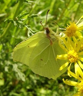 Common Brimstone Butterfly Olsztyn, Poland (2011).
This buterfly has wings that look like the leaves of a cabbage.
I was there for a conference and took some free time to check on the nature of the place. It was July and it was full of butterflies of several species. I have seen there more butterflies concentrated in a place than in other places I have been in Europe. Which mkes me wonder if there they use less pesticides in the fields? Common Brimstone,Geotagged,Gonepteryx rhamni,Poland,Summer