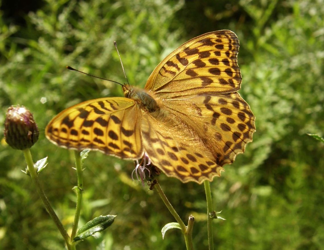 Silver-Washed Fritillary University campus Kortowo-Olsztyn, Poland (July, 2011).<br />
The Silver-washed fritillary butterfly is deep orange with black spots on the upper side of its wings, and has a wingspan of 54&ndash;70 mm, with the male being smaller and paler than the female. The underside is green, and, unlike other fritillaries, has silver streaks instead of silver spots, hence the name silver-washed. The male possesses scent scales on the upper side of the forewing that run along veins one to four. The scent produced from these scales attracts females and helps to distinguish it from other species. Unusually for a butterfly, the female does not lay her eggs on the leaves or stem of the caterpillar&#039;s food source (in this case violets), but instead one or two meters above the woodland floor in the crevices of tree bark close to clumps of violets.<br />
Habitat: The silver-washed is a strong flier, and more mobile than other fritillaries, and, as such, can be seen gliding above the tree canopy at high speed. Its preferred habitat is thin, sunny, deciduous woodland, especially oaks, but it has been known to live in coniferous woodland.        Argynnis paphia,Geotagged,Poland,Silver-washed Fritillary,Summer