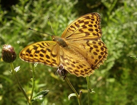 Silver-Washed Fritillary University campus Kortowo-Olsztyn, Poland (July, 2011).
The Silver-washed fritillary butterfly is deep orange with black spots on the upper side of its wings, and has a wingspan of 54–70 mm, with the male being smaller and paler than the female. The underside is green, and, unlike other fritillaries, has silver streaks instead of silver spots, hence the name silver-washed. The male possesses scent scales on the upper side of the forewing that run along veins one to four. The scent produced from these scales attracts females and helps to distinguish it from other species. Unusually for a butterfly, the female does not lay her eggs on the leaves or stem of the caterpillar's food source (in this case violets), but instead one or two meters above the woodland floor in the crevices of tree bark close to clumps of violets.
Habitat: The silver-washed is a strong flier, and more mobile than other fritillaries, and, as such, can be seen gliding above the tree canopy at high speed. Its preferred habitat is thin, sunny, deciduous woodland, especially oaks, but it has been known to live in coniferous woodland.        Argynnis paphia,Geotagged,Poland,Silver-washed Fritillary,Summer