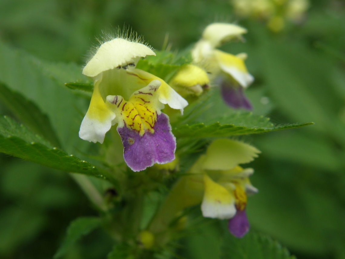 Large-flowered Hemp-nettle University Campus Kortowo, Olsztyn, Poland (July. 2011).<br />
Little flowers that look like little people wearing a chinese hat.<br />
Is a species of annual herbaceous plants in the family Lamiaceae (mint). Flowers usually coloured in yellow and purple. <br />
Habitat: These were found in a forest. Galeopsis speciosa,Geotagged,Large-flowered hemp-nettle,Poland,Summer