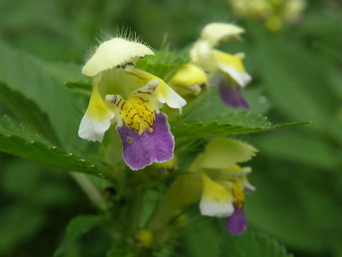 Large-flowered Hemp-nettle University Campus Kortowo, Olsztyn, Poland (July. 2011).
Little flowers that look like little people wearing a chinese hat.
Is a species of annual herbaceous plants in the family Lamiaceae (mint). Flowers usually coloured in yellow and purple. 
Habitat: These were found in a forest. Galeopsis speciosa,Geotagged,Large-flowered hemp-nettle,Poland,Summer
