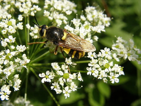 Soldierfly/banded general (female) University Campus Kortowo-Olsztyn, Poland (July, 2011).
It is a fly with colors like those of a wasp. It has a particular flat but wide abdomen, round and oval in shape, which makes it a curious and funny sight.
Habitat: Flowers near marshes and a lake. Slow flying denizen of wetlands. Stratiomys larvae live in wet mud around pools, canals and marshes. Until recent years it has been considered a rare fly, but it appears to have increased in numbers.  Geotagged,Poland,Stratiomys potamida,Summer