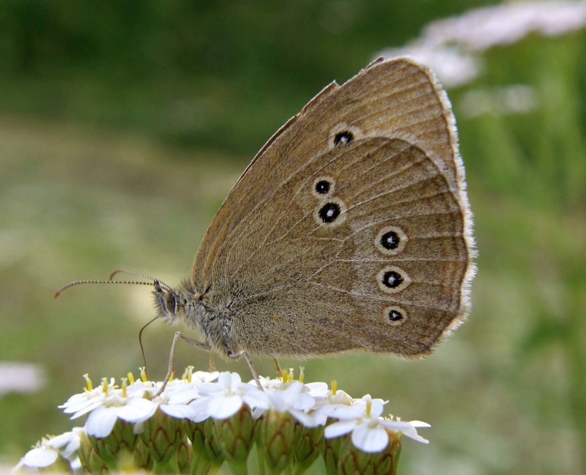 Ringlet Butterfly University Campus Kortowo-Olsztyn, Poland (2011).<br />
The rings on the hindwings give this butterfly its common name. The uppersides are a uniform chocolate brown that distinguish this butterfly from the closely-related Meadow Brown. The dark colouring allows this butterfly to quickly warm up, being one of the few that flies on overcast days.  Aphantopus hyperantus,Geotagged,Poland,Ringlet,Summer
