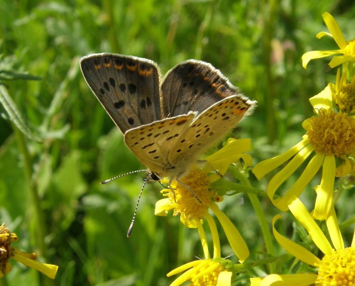 Sooty Copper Butterfly University Campus Kortowo-Olsztyn, Poland (July, 2011).<br />
Wingspan 28-30 mm. The male upperside is all dark blue brown with black spots and some more or less well developed submarginal orange lunules. There may also be some blue spots above the orange lunules on the hindwings as in the blue form caeruleopunctata of the Small Copper. The female has an orange ground colour to the forewings though this may be significantly toned down in some individuals. The undersides have a rather yellowy feel to them with an orange flush on the forewing of the female.<br />
Habitat: The Sooty Copper is basically a common butterfly in continental Europe though not as uniformly ubiquitous as the Small Copper. It tends to prefer open, flowery meadows and clearings. Geotagged,Lycaena tityrus,Poland,Summer
