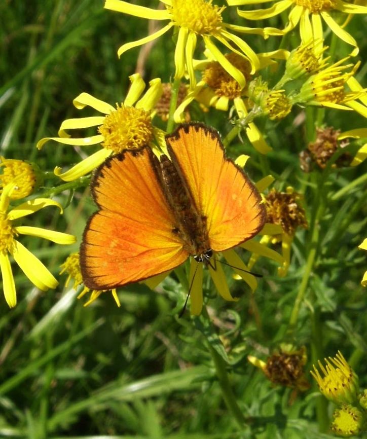 Scarce Cooper Butterfly University campus Kortowo-Olsztyn, Poland (July, 2011).   <br />
Metalic orange wings. Wingspan around 30mm. Male butterflies are colored bright gold-red on the upper side of wing, while the females have broader orange wings with a dark design.<br />
It is very common in this area of Poland. You can see it near forests. Flower-rich, dry and damp medows.<br />
<br />
     Geotagged,Lycaena virgaureae,Poland,Scarce copper,Summer