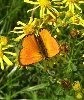 Scarce Cooper Butterfly University campus Kortowo-Olsztyn, Poland (July, 2011).   
Metalic orange wings. Wingspan around 30mm. Male butterflies are colored bright gold-red on the upper side of wing, while the females have broader orange wings with a dark design.
It is very common in this area of Poland. You can see it near forests. Flower-rich, dry and damp medows.

     Geotagged,Lycaena virgaureae,Poland,Scarce copper,Summer