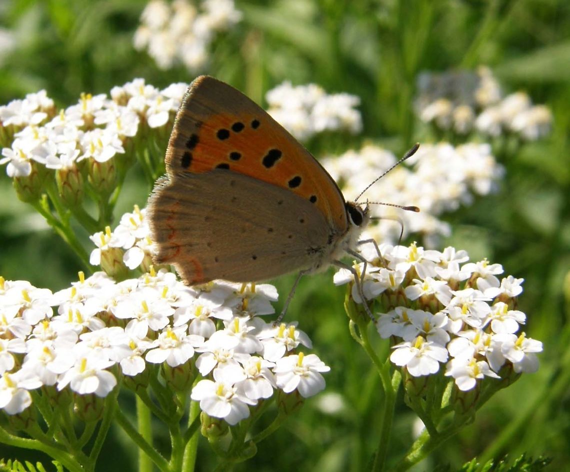 Small Copper Butterfly University Campus Kortowo-Olsztyn,Poland (June, 2011).<br />
The upperside forewings are a bright orange with a dark outside edge border and with eight or nine black spots. The hindwings are dark with an orange border. Some females also have a row of blue spots inside the orange border and are known as form caeruleopunctata. The undersides are patterned in a similar way but are paler. The black spots on the forewings are outlined in yellow and the dark colouring is replaced by a pale brownish, gray. The hindwings are the same brown/grey colour with small black dots and a narrow orange border. In bright sun it is a very active little butterfly with the males setting up small territories which they will defend vigorously against rival males or indeed any unlucky passing insect. Even the shadow of a large bird passing overhead is enough to get him going. Females are pursued mercilessly and mating usually occurs low down in vegetation.<br />
Habitat: It is found in a wide variety range of habitats from chalk downlands, heathland, woodland clearings to churchyards and waste ground in cities. It is widespread and common across Europe, Asia, and North America, and also found in North Africa south through to Ethiopia.    Geotagged,Lycaena phlaeas,Poland,Small Copper,Summer