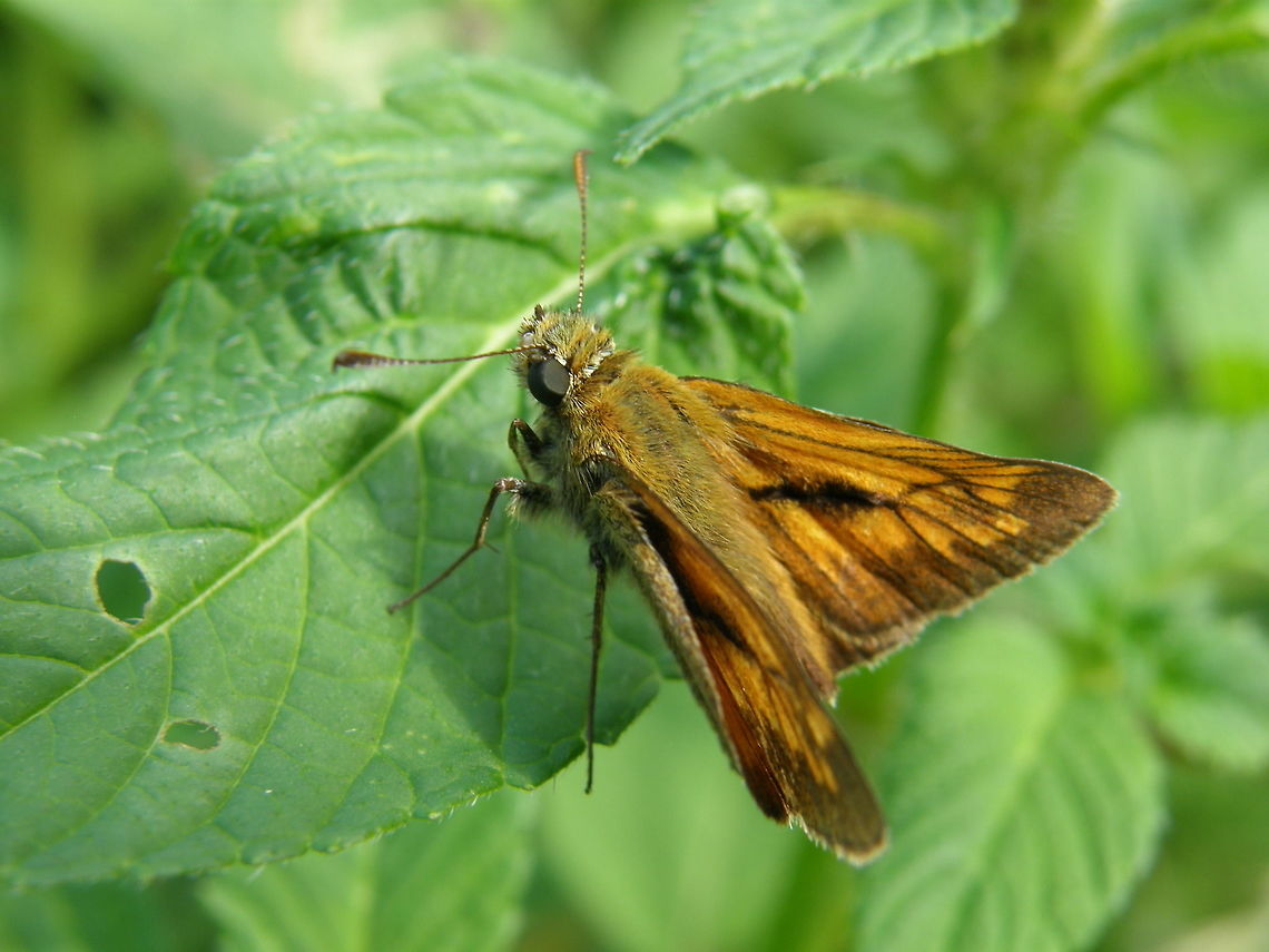 Large Skipper University Campus Kortowo.Olsztyn, Poland (July, 2011).<br />
The Large Skipper, in common with most members of the sub-family Hesperiinae, feeds in the larval stage on grasses. Adult butterflies in this sub-family frequently adopt a characteristic resting posture as shown above, with the forewings held at 45 degrees, and the hindwings held almost flat. Another characteristic is the presence of a dark streak of androconia ( pheromone producing scales ) on the forewings of males, as shown above. There are a vast number of very similar species found throughout the world. In Britain however the only similar species is the Silver-spotted Skipper, which can easily be told apart by the presence on the latter of prominent silvery spots on the underside hindwings.<br />
Habitat: This butterfly is distributed across most of Europe, but is absent from northern Scandinavia, Ireland, much of the southern Iberian peninsula, and most Mediterranean islands. Beyond Europe it's range extends across temperate Asia as far as Japan. Geotagged,Ochlodes venata,Poland,Summer