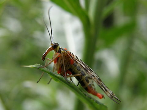 Red-Velvet mite nymphs parasitizing a scorpionfly female. University Campus Kortowo-Olsztyn, Poland (July, 2011).
This scorpionfly suffers from an infestation of Red-Velvet mite nymphs, as tentative ID Trombidium rowmundi.
 Common scorpionfly,Geotagged,Panorpa communis,Poland,Summer,Trombidium rowmundi