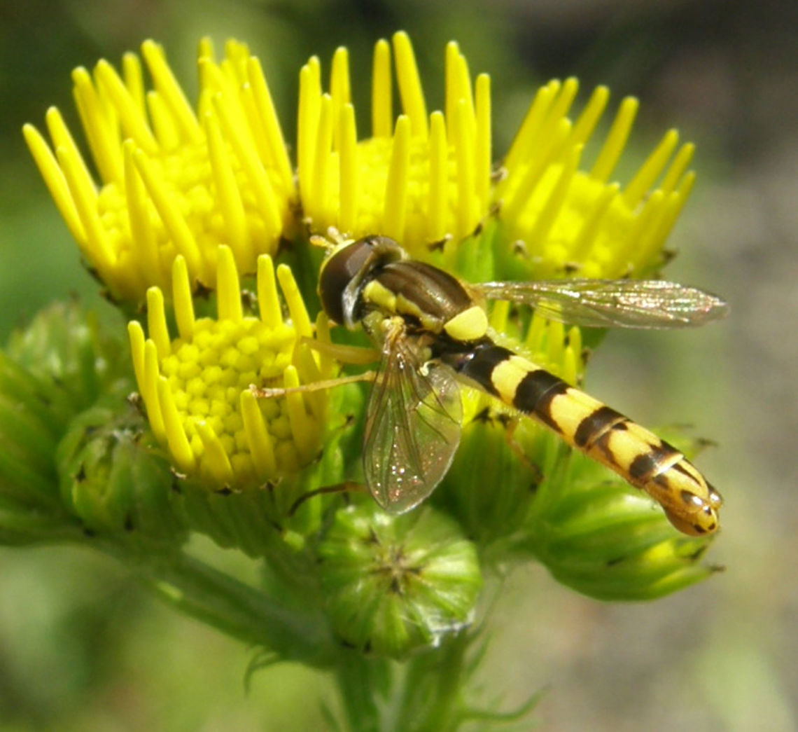 Hoverfly/syrphid or flower fly  Sphaeorophoria scripta Wolfheze, Holland (July, 2011).<br />
This is a male, so it complements the previous picture in the species introduction which is of a female. As you can see the abdomens are slightly different. The male has a ball-like rear-end (sexual organ), this is why they are also called plume hoverfly too. They are good pollinizers and prey on aphids so they are a good friend to have in your garden.<br />
Th Geotagged,Netherlands,Sphaerophoria scripta,Summer
