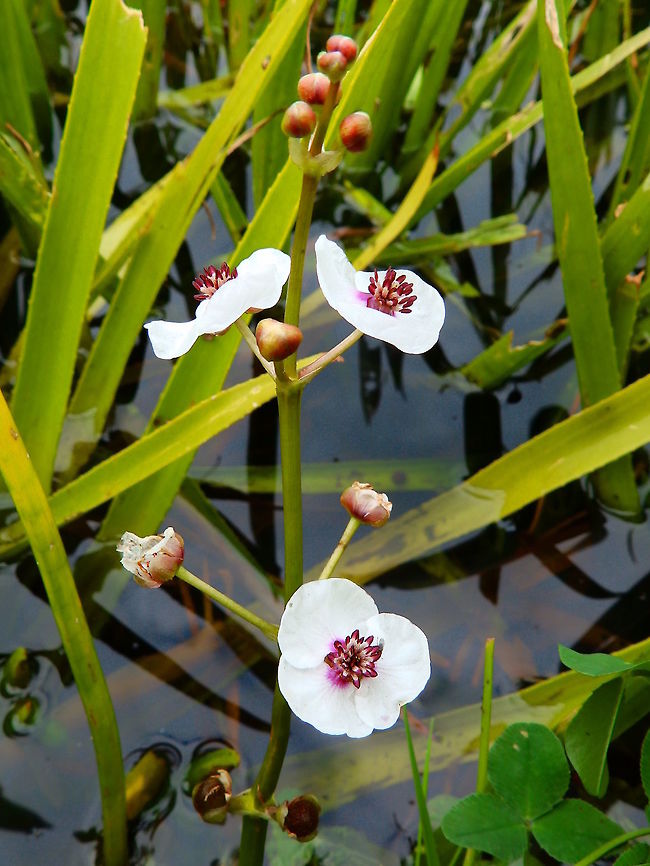 Arrowhead Water canals, ponds and lakes of the area. Nationaal Park Weerribben-Wieden, Holland (2013).<br />
It is a herbaceous perennial plant, growing in water from 10&ndash;50 cm deep. The leaves above water are arrowhead-shaped, the leaf blade 15&ndash;25 cm long and 10&ndash;22 cm broad, on a long petiole holding the leaf up to 45 cm above water level. The plant also has narrow linear submerged leaves, up to 80 cm long and 2 cm broad. The flowers are 2-2.5 cm broad, with three small sepals and three white petals, and numerous purple stamens. Geotagged,Netherlands,Sagittaria sagittifolia,Summer,arrowhead