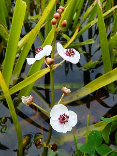 Arrowhead Water canals, ponds and lakes of the area. Nationaal Park Weerribben-Wieden, Holland (2013).
It is a herbaceous perennial plant, growing in water from 10&ndash;50 cm deep. The leaves above water are arrowhead-shaped, the leaf blade 15&ndash;25 cm long and 10&ndash;22 cm broad, on a long petiole holding the leaf up to 45 cm above water level. The plant also has narrow linear submerged leaves, up to 80 cm long and 2 cm broad. The flowers are 2-2.5 cm broad, with three small sepals and three white petals, and numerous purple stamens. Geotagged,Netherlands,Sagittaria sagittifolia,Summer,arrowhead