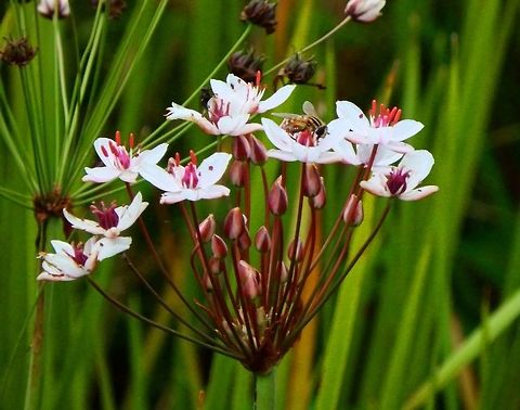 Flowering Rush Sint Jans Klooster, Holland (Aug, 2013).
The plant is a rhizomatous, hairless, perennial aquatic plant. The inflorescence is umbel-like consisting of a single terminal flower surrounded by three cymes. The flowers are regular and bisexual, 2 to 3 cm across. There are three petal-like sepals which are pink with darker veins. They persist in the fruit. The three petals are like the sepals but somewhat larger. 6 - 9 stamens. Carpels superior, 6 - 9 and slightly united at the base. When ripe they are obovoid and crowned with a persistent style.   Butomus umbellatus,Flowering rush,Geotagged,Netherlands,Summer