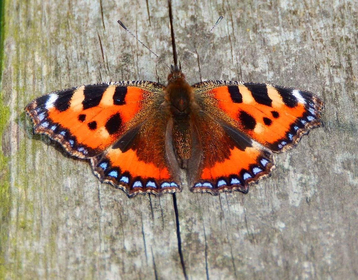 Small Tortoishell Nationaal Park Weerribben-Wieden, Holland (Aug, 2013).<br />
It is a medium-sized butterfly that is mainly reddish-orange in colour, with black and yellow markings on the forewings as well as a ring of blue spots around the edge of the wings.  Aglais urticae,Geotagged,Netherlands,Small Tortoiseshell,Summer
