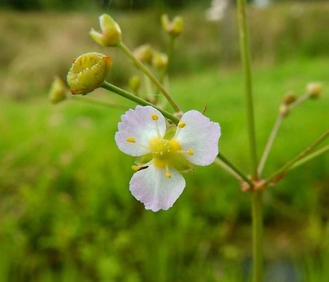 Common Water-plantain Sint Jansklooster, Holland (Aug, 2013).      
It is a hairless plant that grows in shallow water, consists of a fibrous root, several basal long stemmed leaves 15&ndash;30 cm long, and a triangular stem up to 1 m tall. It has branched inflorescence bearing numerous small flowers, 1 cm across, with three round or slightly jagged, white or pale purple, petals. The flowers open in the afternoon. There are 3 blunt green sepals, and 6 stamens per flower. The carpels often exist as a flat single whorle. It flowers from June until August.
Habitat: It is found on mud or in fresh waters.  Alisma plantago-aquatica,Common water-plantain,European water-plantain,Geotagged,Mad-dog weed,Netherlands,Summer