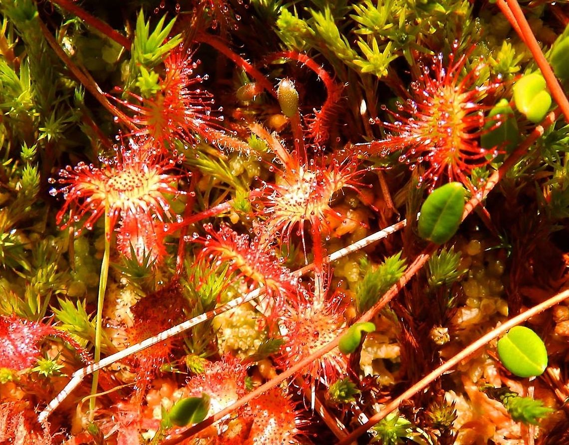 Round-Leaved Sundew Nationaal Park Weerribben-Wieden, Holland (2013).<br />
The leaves of the common sundew are arranged in a basal rosette. The upper surface of the lamina is densely covered with red glandular hairs that secrete a sticky mucilage. A typical plant has a diameter of around 3&ndash;5 cm, with a 5&ndash;25 cm tall inflorescence. The flowers grow on one side of a single slender, hairless stalk that emanates from the centre of the leaf rosette. White or pink in colour, the five-petalled flowers produce 1.0&ndash;1.5 mm, light brown, slender, tapered seeds. In the second and fourth pic I show the flower. It was difficult to focus both on the flower and the leaves since the flower stands high up in a thin stem. The last pic shows a rosette of leaves at the base of the flower stem<br />
It is a carnivore plant: The plant feeds on insects, which are attracted to its bright red colour and its glistening drops of mucilage, loaded with a sugary substance, covering its leaves. It has evolved this carnivorous behaviour in response to its habitat, which is usually poor in nutrients or is so acidic, nutrient availability is severely decreased. The plant uses enzymes to dissolve the insects &ndash; which become stuck to the glandular tentacles &ndash; and extract ammonia (from proteins) and other nutrients from their bodies. The ammonia replaces the nitrogen that other plants absorb from the soil.   Drosera rotundifolia,Geotagged,Netherlands,Summer