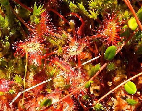 Round-Leaved Sundew Nationaal Park Weerribben-Wieden, Holland (2013).
The leaves of the common sundew are arranged in a basal rosette. The upper surface of the lamina is densely covered with red glandular hairs that secrete a sticky mucilage. A typical plant has a diameter of around 3&ndash;5 cm, with a 5&ndash;25 cm tall inflorescence. The flowers grow on one side of a single slender, hairless stalk that emanates from the centre of the leaf rosette. White or pink in colour, the five-petalled flowers produce 1.0&ndash;1.5 mm, light brown, slender, tapered seeds. In the second and fourth pic I show the flower. It was difficult to focus both on the flower and the leaves since the flower stands high up in a thin stem. The last pic shows a rosette of leaves at the base of the flower stem
It is a carnivore plant: The plant feeds on insects, which are attracted to its bright red colour and its glistening drops of mucilage, loaded with a sugary substance, covering its leaves. It has evolved this carnivorous behaviour in response to its habitat, which is usually poor in nutrients or is so acidic, nutrient availability is severely decreased. The plant uses enzymes to dissolve the insects &ndash; which become stuck to the glandular tentacles &ndash; and extract ammonia (from proteins) and other nutrients from their bodies. The ammonia replaces the nitrogen that other plants absorb from the soil.   Drosera rotundifolia,Geotagged,Netherlands,Summer