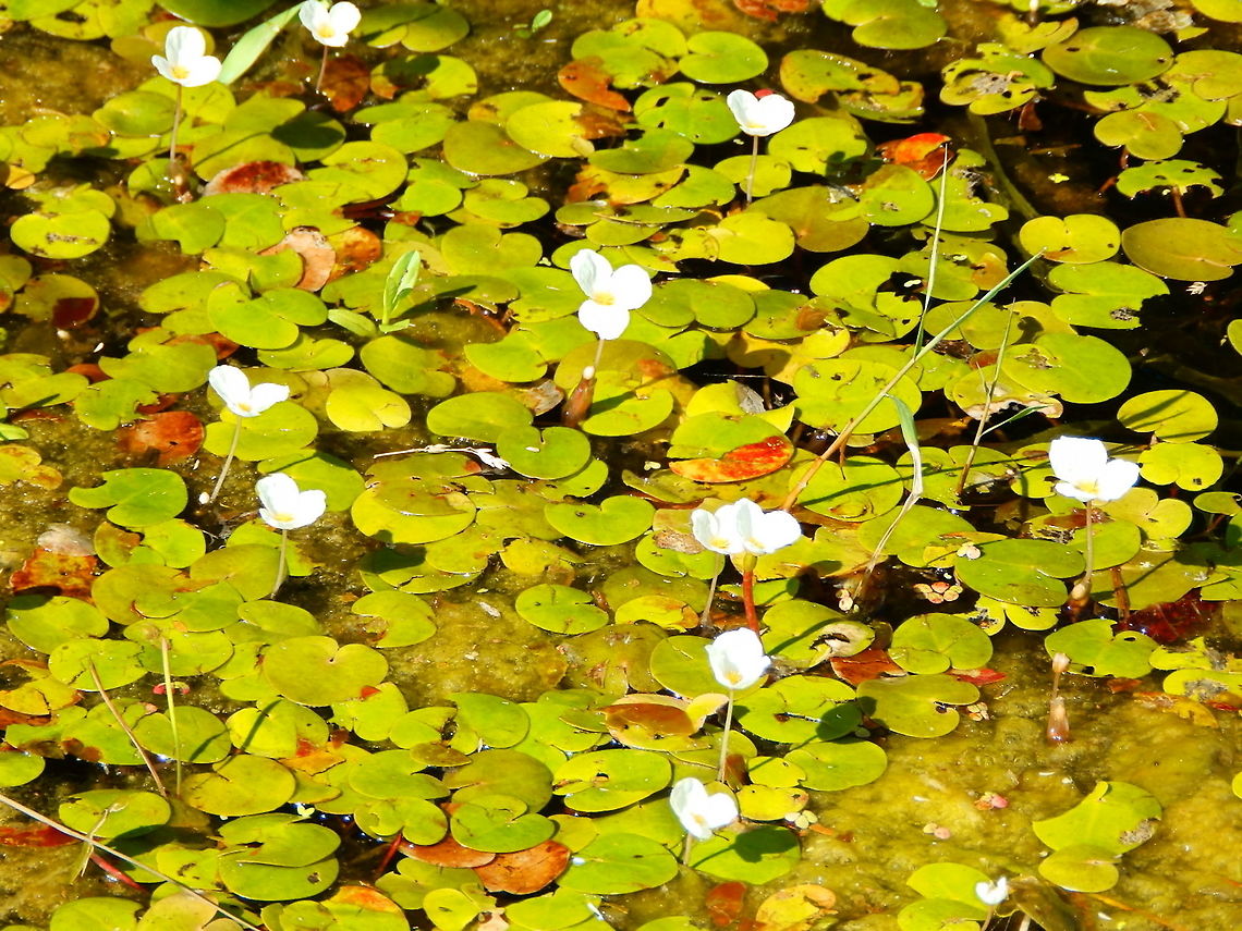 European Frogbit Nationaal Park Weerribben-Wieden, Holland (Aug, 2013).<br />
It is a small floating plant resembling a small water lily. It bears small, three-petalled white flowers. The floating leaves are kidney-shaped and grow in rosettes on the water surface, with the roots hanging down into the water column but not normally touching bottom. Frogbit is fast growing and spreads rapidly by stolons, surviving the winter as dormant turions which rest on the bottom, rising again to the surface in spring. European Frog-Bit,Geotagged,Hydrocharis morsus-ranae,Netherlands,Summer