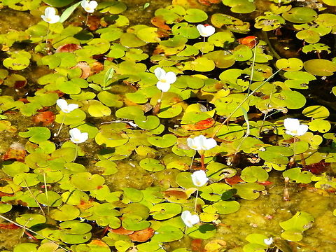 European Frogbit Nationaal Park Weerribben-Wieden, Holland (Aug, 2013).
It is a small floating plant resembling a small water lily. It bears small, three-petalled white flowers. The floating leaves are kidney-shaped and grow in rosettes on the water surface, with the roots hanging down into the water column but not normally touching bottom. Frogbit is fast growing and spreads rapidly by stolons, surviving the winter as dormant turions which rest on the bottom, rising again to the surface in spring. European Frog-Bit,Geotagged,Hydrocharis morsus-ranae,Netherlands,Summer