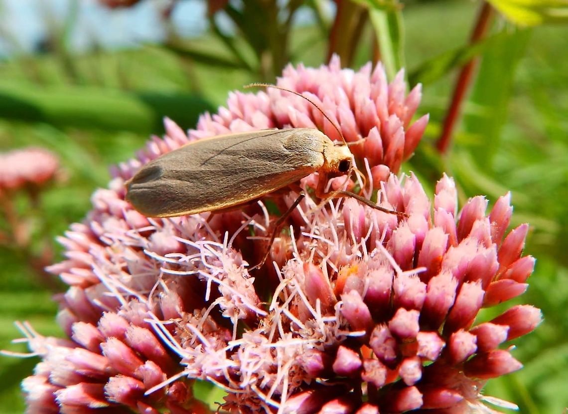 Common Footman Moth Nationaal Park Weerribben-Wieden, Holland (Aug, 2013).<br />
This species has a wingspan of 31-38 mm. The forewings are grey with a yellowish-buff streak along the costa. The hindwings are a uniform cream colour.  Common footman,Geotagged,Manulea lurideola,Netherlands,Summer