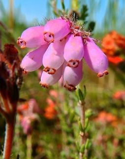 Bell Heather Nationaal Park Weerribben-Wieden (Aug, 2013).
The flowers are bell-shaped, purple (rarely white), 4–7 millimetres long, produced in mid to late summer. The flowers are dry, similar in texture to the strawflower. Cross-leaved Heath,Erica cinerea,Erica tetralix,Geotagged,Netherlands,Summer