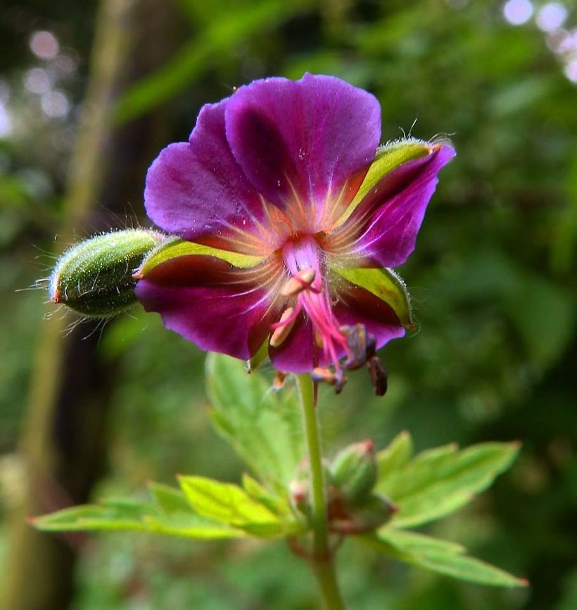 Dusky Cranesbill Giethoorn, Holland (Aug, 2013).<br />
It is native from southern, central, and western Europe, and is cultivated as a garden subject. It has dark violet colored flowers.         Geotagged,Geranium phaeum,Netherlands,Summer