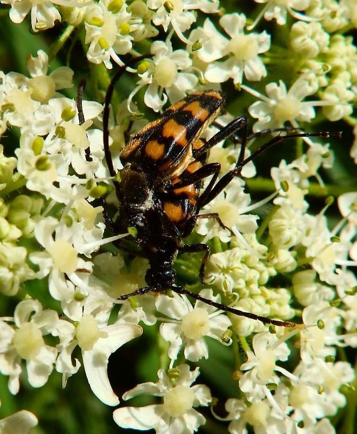 Four-banded Longhorn Beetle Nationaal Park Weerribben-Wieden, Holland (Aug, 2013).<br />
Is a longhorn insect characterized by four yellow orange bands along the elytra.<br />
Host plants: deciduous trees (Alnus, Fagus, Salix, Populus, Quercus, Betula, Corylus etc.) and flowers (Apiaceae).     Four-banded Longhorn Beetle,Geotagged,Leptura quadrifasciata,Netherlands,Summer