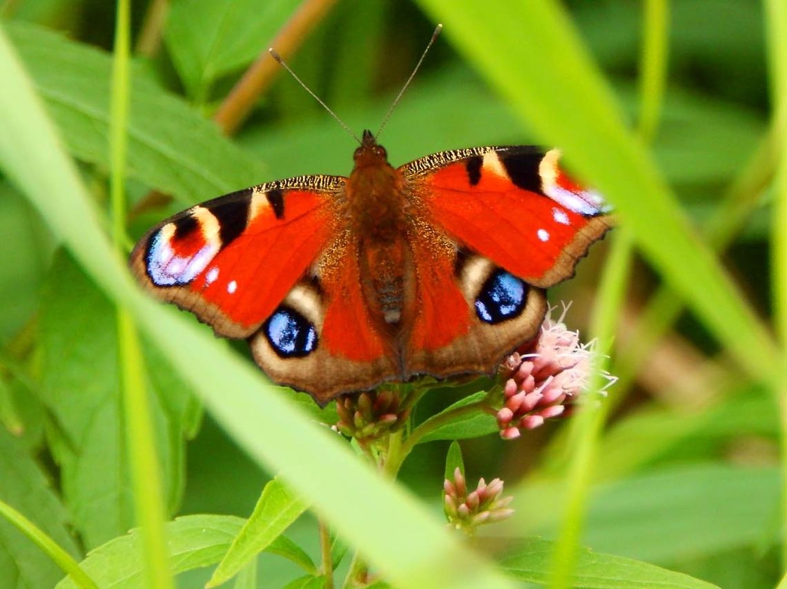European Peacock Butterfly Nationaal Park Weerribben-Wieden, Holland (Aug, 2013).<br />
Cryptic undersides with flashy eye-spots.<br />
Marshy area. European Peacock,Geotagged,Inachis io,Netherlands,Summer
