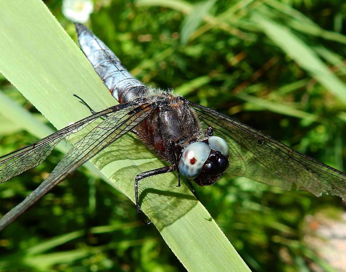Scarce Chaser Dragonfly (Male) Nationaal Park Weerribben-Wieden, Holland (Aug,2013).<br />
Is a species of dragonfly. The adult male has a bright blue abdomen with patches of black, while the adult female and juvenile male each have a bright orange abdomen. It is about 45 mm in length with an average wingspan of 74 mm. It is distributed throughout Europe.    Geotagged,Libellula fulva,Netherlands,Scarce Chaser,Summer