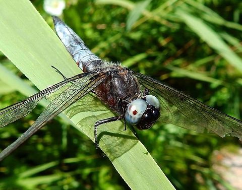 Scarce Chaser Dragonfly (Male) Nationaal Park Weerribben-Wieden, Holland (Aug,2013).
Is a species of dragonfly. The adult male has a bright blue abdomen with patches of black, while the adult female and juvenile male each have a bright orange abdomen. It is about 45 mm in length with an average wingspan of 74 mm. It is distributed throughout Europe.    Geotagged,Libellula fulva,Netherlands,Scarce Chaser,Summer