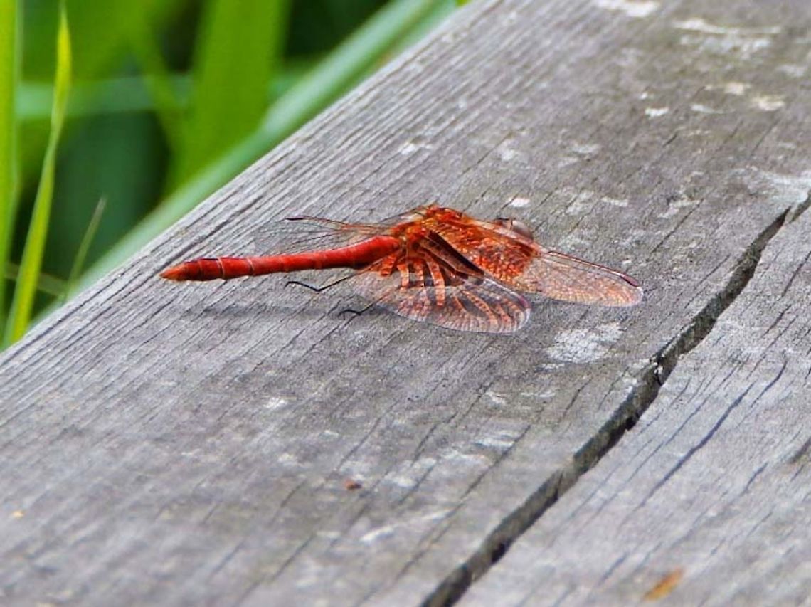 Ruddy Darter Nationaal Park Weerribben-Wieden (Aug, 2013).<br />
Wingspan up to 6 cm. The head, thorax and abdomen of the male are vivid red, while the female is slightly smaller, and is a golden-yellow colour with black markings. The abdomen widens for the final third of its length and shows a marked pinched section where it joins the thorax. The all-black legs of the Ruddy Darter distinguish it from the otherwise very similar Common Darter (Sympetrum striolatum) and Vagrant Darter (Sympetrum vulgatum), both of which show yellow stripes on their legs.<br />
Habitat: It tends to prefer quiet bodies of water that feature semiaquatic vegetation such as rushes and reeds. Geotagged,Netherlands,Ruddy Darter,Summer,Sympetrum sanguineum