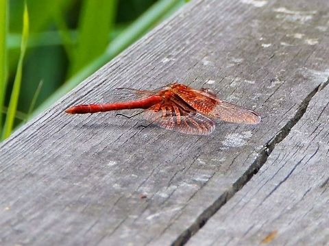 Ruddy Darter Nationaal Park Weerribben-Wieden (Aug, 2013).
Wingspan up to 6 cm. The head, thorax and abdomen of the male are vivid red, while the female is slightly smaller, and is a golden-yellow colour with black markings. The abdomen widens for the final third of its length and shows a marked pinched section where it joins the thorax. The all-black legs of the Ruddy Darter distinguish it from the otherwise very similar Common Darter (Sympetrum striolatum) and Vagrant Darter (Sympetrum vulgatum), both of which show yellow stripes on their legs.
Habitat: It tends to prefer quiet bodies of water that feature semiaquatic vegetation such as rushes and reeds. Geotagged,Netherlands,Ruddy Darter,Summer,Sympetrum sanguineum