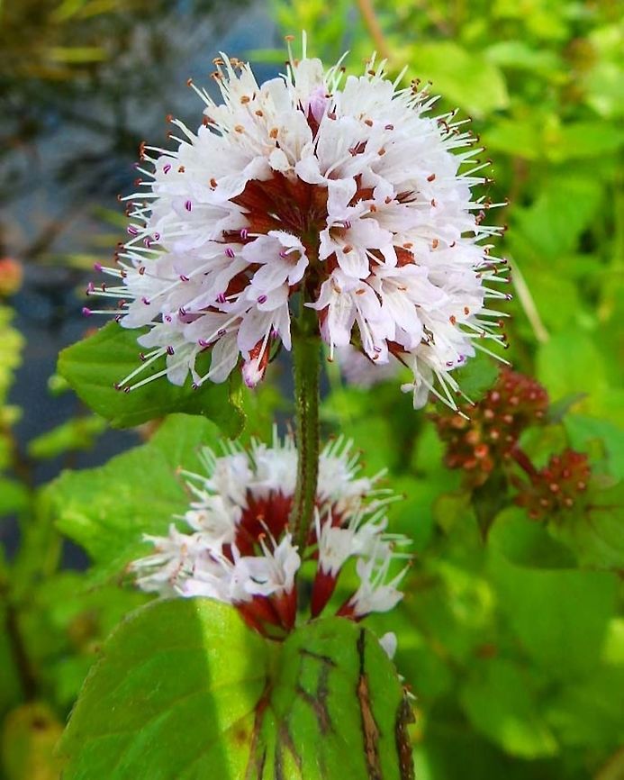 Water Mint Sint Jansklooster, Holland (Aug, 2013).<br />
It is a herbaceous rhizomatous perennial plant growing to 90 centimetres (35 in) tall. The flowers of the watermint are tiny, densely crowded, purple, tubular, pinkish to lilac in colour; flowering is from mid to late summer. All parts of the plant have a distinctly minty smell.<br />
Habitat: Water Mint occurs in the shallow margins and channels of streams, rivers, pools, dikes, ditches, canals, wet meadows, marshes and fens.  Geotagged,Mentha aquatica,Netherlands,Summer