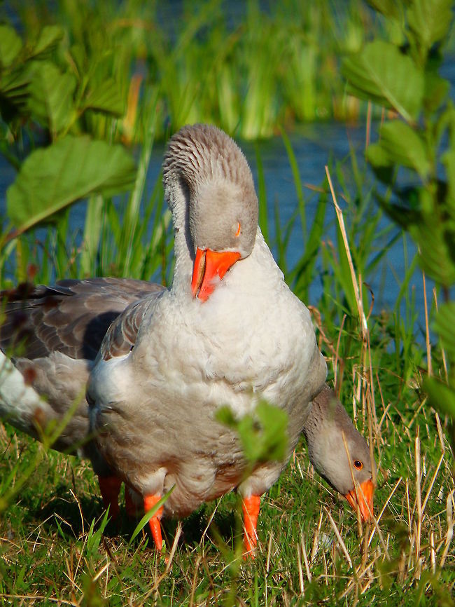 Greylag Goose Giethoorn, Holland (2013).<br />
In  Holland you can often see wild flocks of geese that may be a mix of domesticated geese with the greylag goose. In this flock I observed different variations in eye color. Some were white and others more grey. Some of them showed white feathers behind the bill. The flocks come and go at will.<br />
Habitat: This flock stopped for the evening in the water canals marshes next to our hotel. The next day they were gone. Giethoorn, Holland Anser anser,Geotagged,Greylag goose,Netherlands,Summer