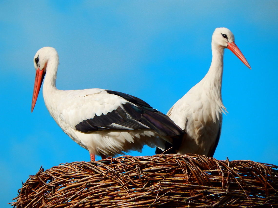 White Stork Giethoorn, Holland (Aug, 2013).<br />
The sexes are identical in appearance, except that males are larger than females on average. The plumage is mainly white with black flight feathers and wing coverts. The black is caused by the pigment melanin. The breast feathers are long and shaggy forming a ruff which is used in some courtship displays. The adult has a bright red beak and red legs, the coloration of which is derived from carotenoids in the diet.<br />
In both Belgium and Holland efforts are made to preserve the population of white storks by providing artificial nests for them. The couple in the pictures just colonized this nest. In the video you may hear their beaks beating for courtship. The pair is also banded to monitor their whereabouts. Ciconia ciconia,Geotagged,Netherlands,Summer,White Stork