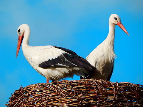 White Stork Giethoorn, Holland (Aug, 2013).
The sexes are identical in appearance, except that males are larger than females on average. The plumage is mainly white with black flight feathers and wing coverts. The black is caused by the pigment melanin. The breast feathers are long and shaggy forming a ruff which is used in some courtship displays. The adult has a bright red beak and red legs, the coloration of which is derived from carotenoids in the diet.
In both Belgium and Holland efforts are made to preserve the population of white storks by providing artificial nests for them. The couple in the pictures just colonized this nest. In the video you may hear their beaks beating for courtship. The pair is also banded to monitor their whereabouts. Ciconia ciconia,Geotagged,Netherlands,Summer,White Stork