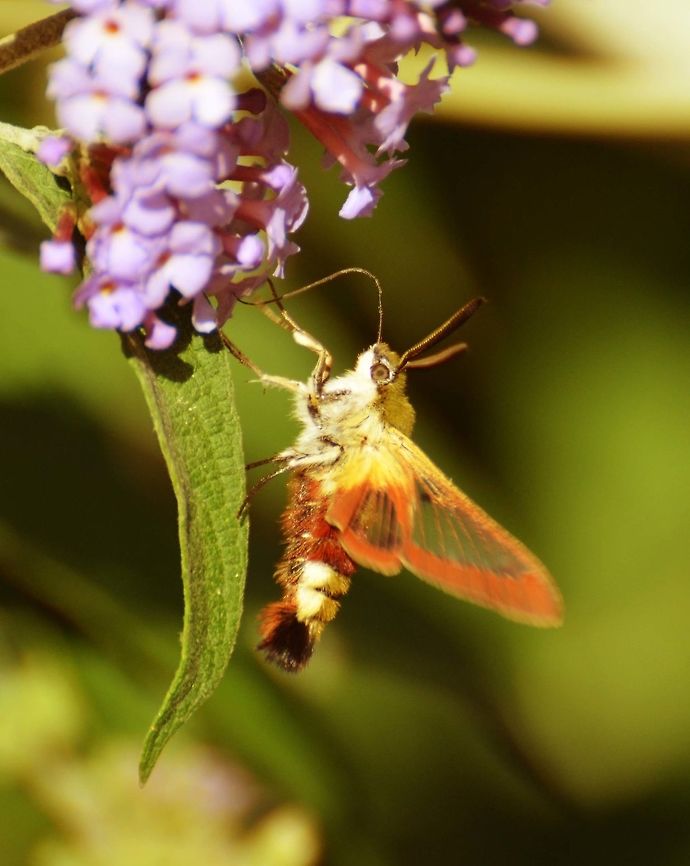 Broad-Bordered Bee Hawkmoth Oud Heverlee, Belgium (Aug, 2013).<br />
Moth with 40-45 mm wingspan. Body ocher color with a dark red abdominal band. Last part of the abdomen extended with bird-tail like shape, fluffy wit black and cream. The wings are transparent with red in the borders.  Belgium,Broad-bordered bee hawk-moth,Butterflies,Geotagged,Hemaris fuciformis,Summer