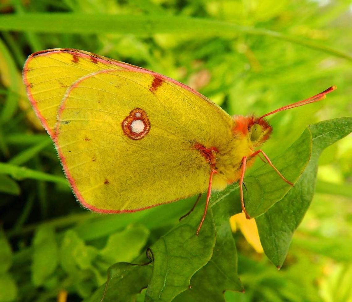 Dark Clouded Yellow Huldenberg, Belgium (Oct, 2013).<br />
The upperside is golden to orange yellow with a broad black margin on all four wings and a black spot near the center forewing. The underside lacks the black borders and is lighter, with a more greenish tint, particularly on the forewings. In the forewing underside is the same dark spot as on the upperside, but often with a light center; the hindwing underside has a white center spot, often with a smaller white or dark dot immediately above it. Sometimes, a row of black dots occurs on the underwings&#039; outer margins, corresponding to where the black border ends on the upperside, Females differ from the males in having yellow spots along the black borders on the upperside.<br />
Habitat: The Common Clouded Yellow&#039;s breeding range is North Africa and southern Europe and eastwards through Turkey into the Middle East but it occurs throughout much of Europe as a summer migrant, in good years individuals reaching Scandinavia. I think this has been a very good year in terms of weather for the butterflies which reflects on the fact that this beauty has reached northern parts of Europe than what it is used to.       Belgium,Clouded yellow,Colias croceus,Fall,Geotagged