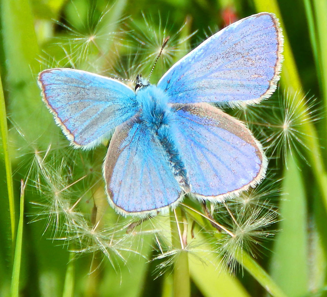 Common Blue Sint Pietersberg, Maastricht, Holland (2015).<br />
Males underwings are striking blue. Common Blue,Geotagged,Netherlands,Polyommatus icarus,Spring