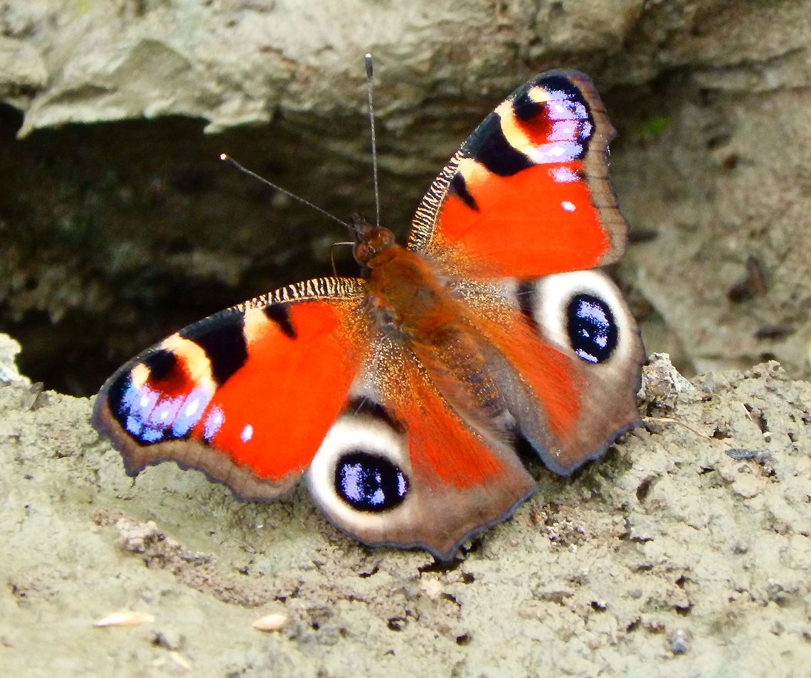 European Peacock Butterfly Wijgmaalbroek, found in a marshy area (Aug, 2015).<br />
This beautiful butterfly is common sight -fortunately for us- in Belgium in the summer. The adults can overwinter inside buildings and protected structures and lay their eggs in the spring. the caterpillars feed on nettle plants. Belgium,European Peacock,Geotagged,Inachis io,Spring