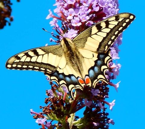 Old World Swalowtail Butterfly Oud Heverlee, July 2013.
Butterfly with yellow wings with black vein markings, and a wingspan of 65&ndash;86 millimetres (2.6&ndash;3.4 in). The hind wings of both sexes have a pair of protruding tails which give the butterfly its common name from the resemblance to the birds of the same name. Just below each tail is a red eye spot.
This was atracted to a Butterfly-bush (Buddleja davidii), whose flowers are relished by several species of butterflies.  Belgium,Geotagged,Old World swallowtail,Papilio machaon,Summer