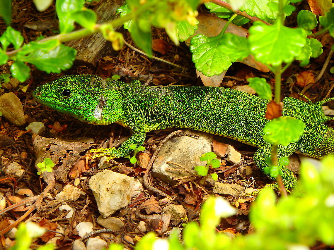 Balkan Emerald Lizard -Lacerta trilineata Lokrum Island (May 2016).<br />
It was a large adult of maybe 40 cm long with a yellow tail and green dotty body.<br />
 Balkan green lizard,Croatia,Geotagged,Lacerta trilineata,Spring