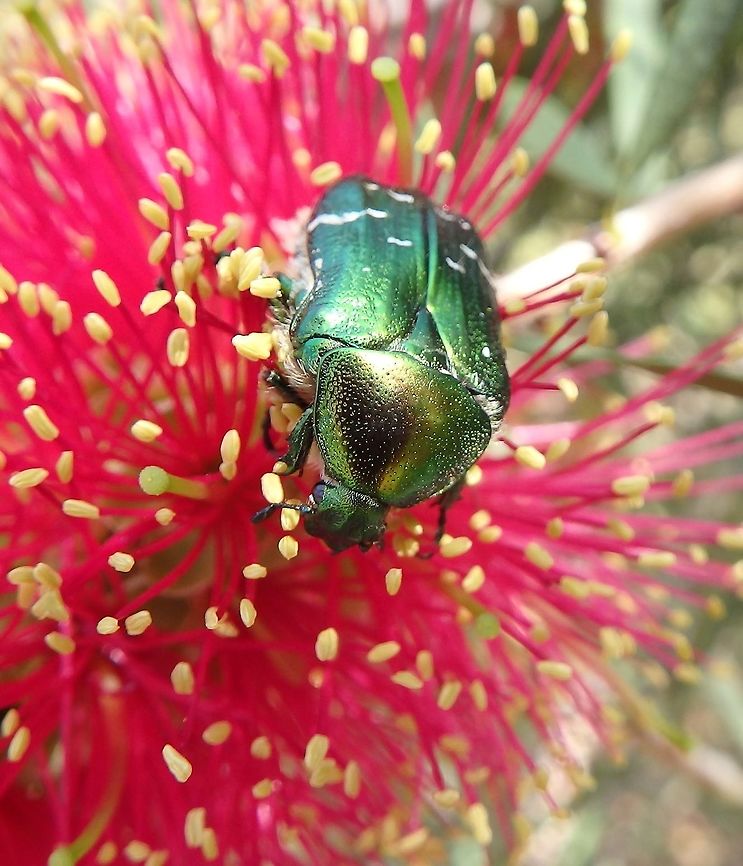 Rose Chaffer Lokrum Island, Croatia (May, 2016).<br />
Beetles up to 20 mm long, with a metallic green color and a distinct V-shaped scutellum (the small V-shaped area between the wing cases). it may show several small, irregular, white lines and marks. The underside of the beetle has a coppery colour, and its upper side is sometimes bronze, copper, violet, blue/black, or grey.        Cetonia aurata,Croatia,Geotagged,Rose chafer,Spring