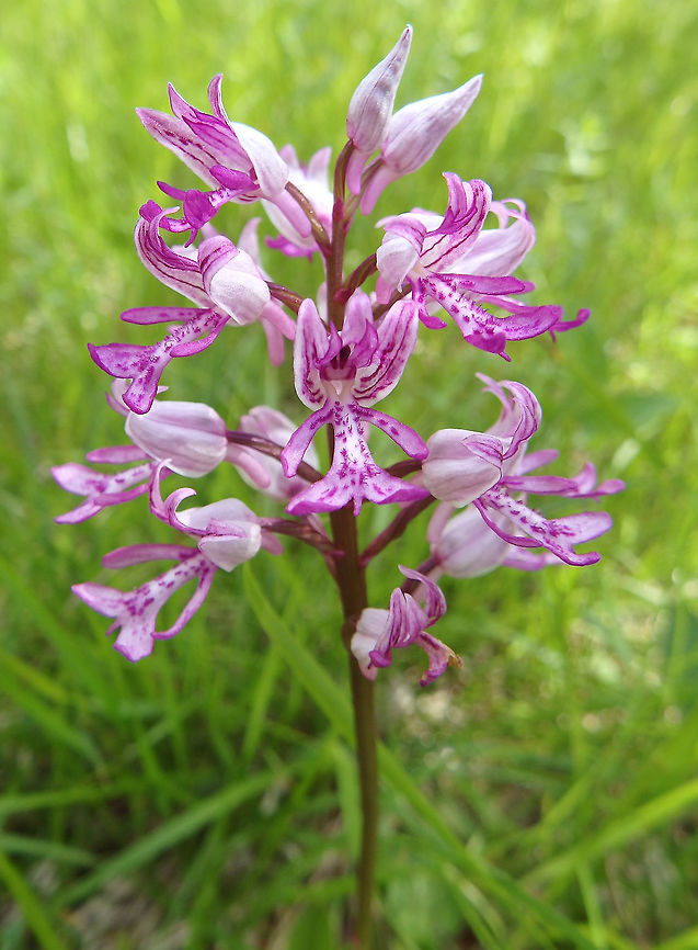 Military Orchid Plitvice Lakes (Plitvicka-jezera National Park), Croatia (June, 2016).<br />
Orchid in which the flower stem can reach 20 to 50 cm. The inflorescence forms a purplish dense cone consisting of from 10 to 40 flowers. In each flower the sepals and side petals are gathered together to form a pointed "helmet" (whence it gets its name), a lilac colour outside and a veined purple colour inside. The central tongue finishes in two lobes separated by a tooth. Croatia,Geotagged,Military orchid,Orchis militaris,Spring