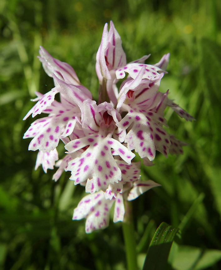 Three-Toothed Orchid Plitvice Lakes (Plitvicka-Jezera National Pak), Croatia (June, 2016). <br />
Before it was classified in the Orchis genus and now is Neotinea. This orchid is a small but robust-looking plant which grows to around 25cm tall. It has 3-8 near-erect basal leaves with a further few (around 3) smaller leaves clasping the upper part of the stem. The inflorescence is dense and the number of flowers is variable from very few to around 30. The upper sepals and petals are white and have green veining. They form a hood above the lip of the flower. The lip is pale and covered with small red dots. It is deeply lobed and the edges are ragged or 'toothed'. Croatia,Geotagged,Neotinea tridentata,Spring,Three-toothed orchid