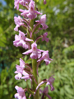 Fragrant Orchid Pltivice Lakes (Plitvicka-Jezera National Park), Croatia ( June, 2016).
Gymnadenia conopsea reaches on average 20&ndash;60 cm tall. The inflorescence is 5&ndash;25 cm. The flowers are gathered in dense cylindrical spikes (up to 50 flowers per spike). These inflorescences are scented and genes underlying eugenol (a volatile scent compound), hence the name. Their light scent is similar to cloves.  The flowers are white and pink to pink-purple, more rarely white (the white one is the alba variety, which I post next).  Croatia,Fragrant orchid,Geotagged,Gymnadenia conopsea,Spring